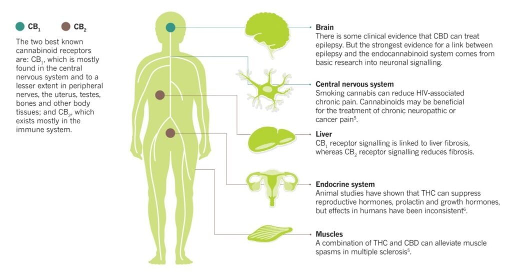 Visual representation of the effects of marijuana on the body.