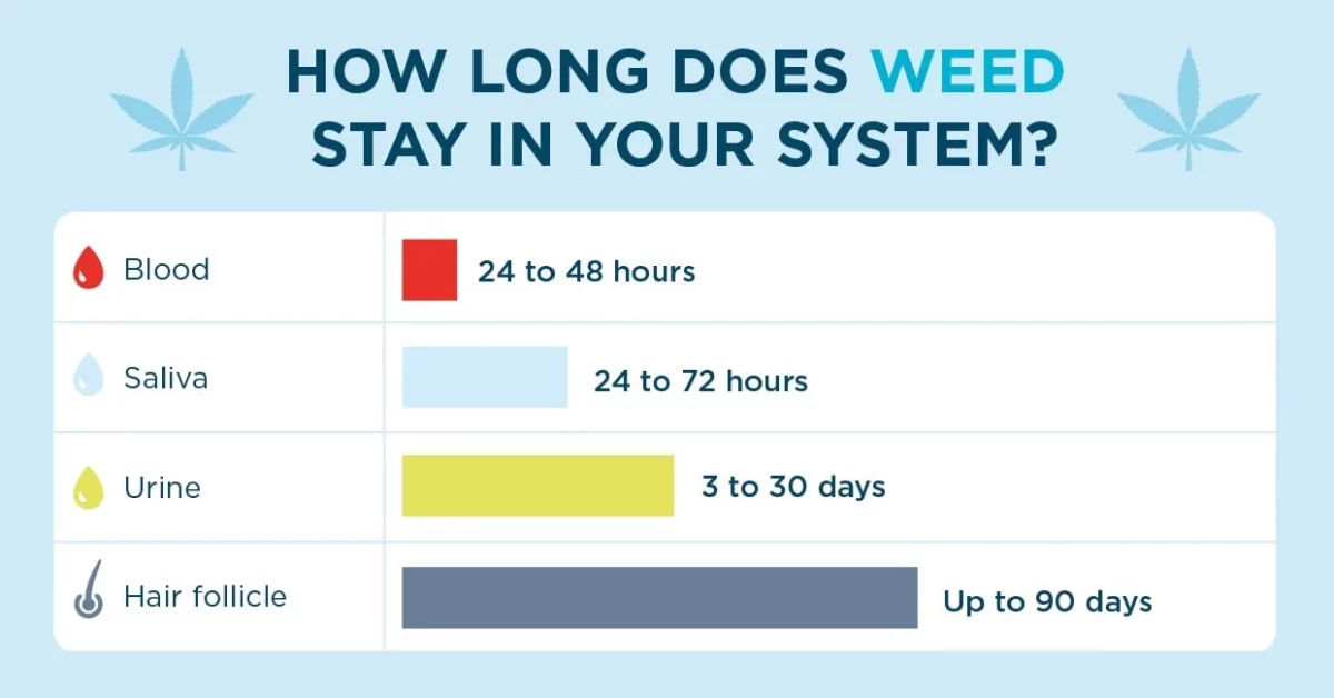 How Long Does THC Stay in Your System? Find Out Now