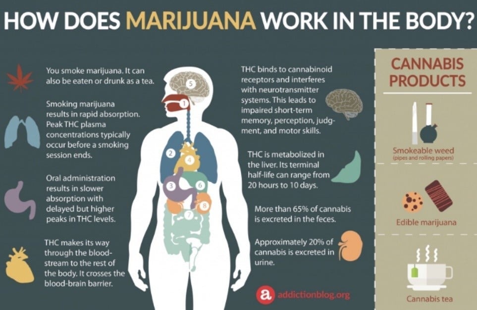 Illustration showing how your body processes THC after smoking marijuana.