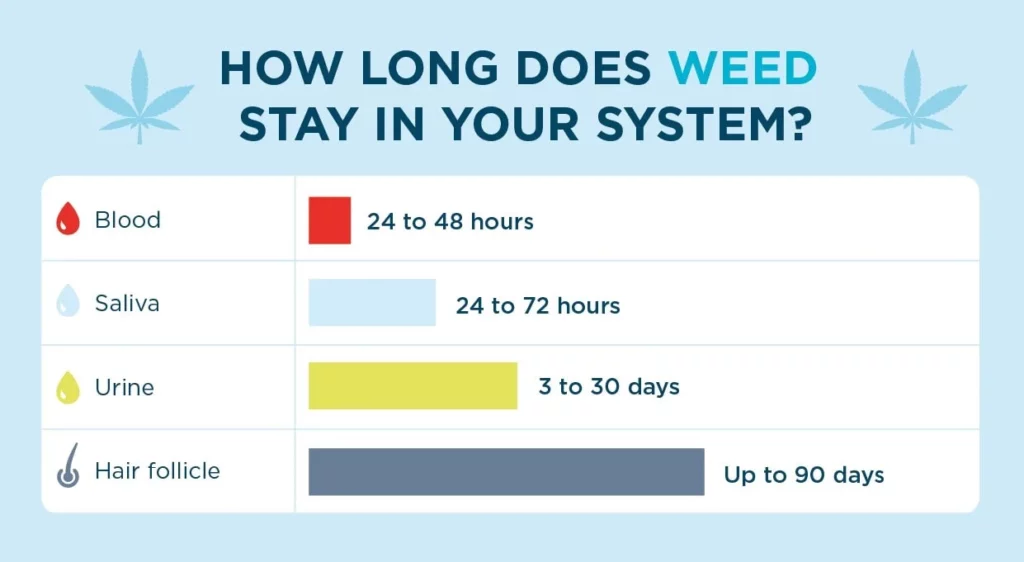An illustration depicting how long THC stays in the system of a weekly smoker, with various timelines shown.