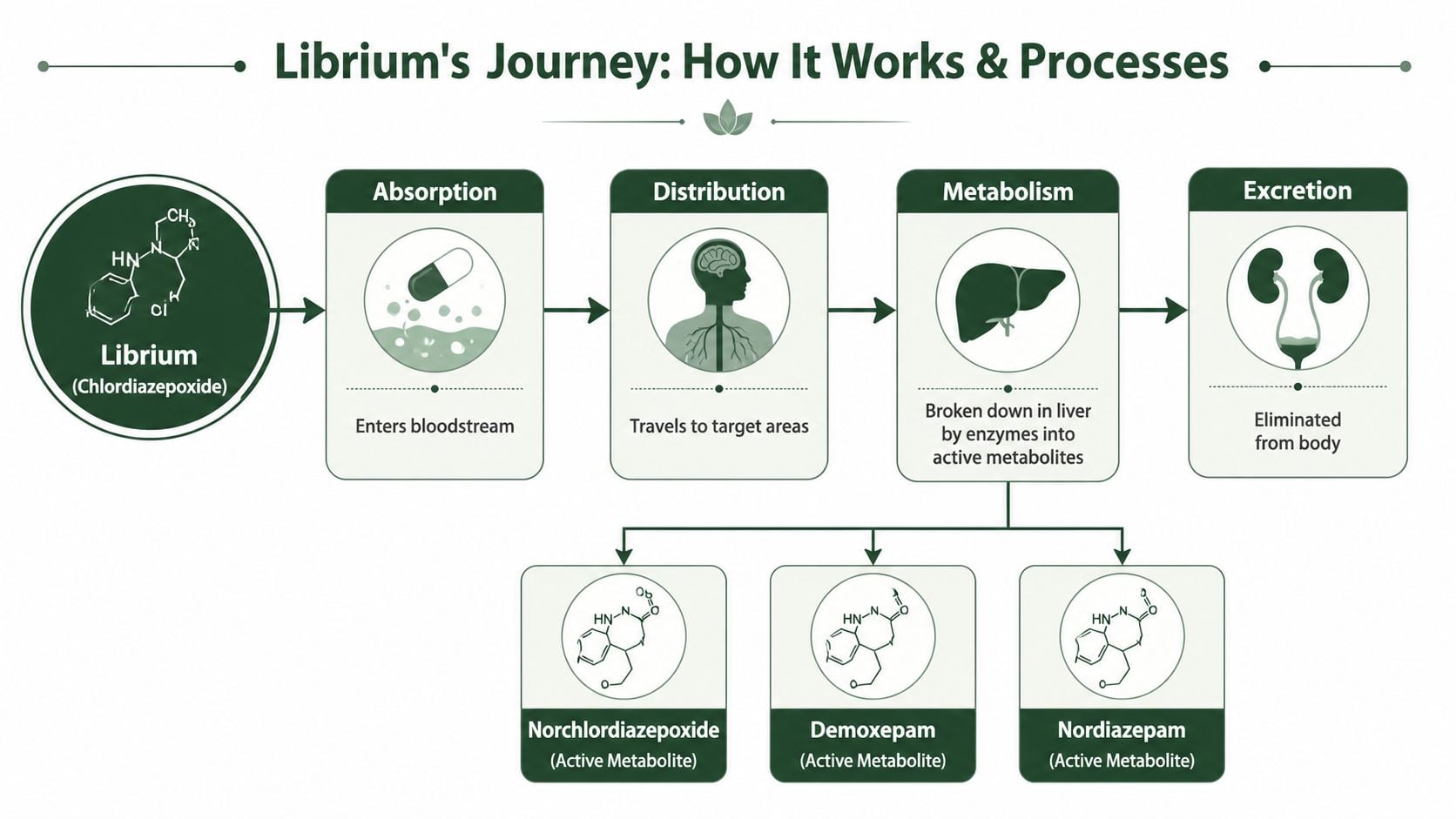 A diagram illustrating the pharmacological process of Librium, including absorption, distribution, metabolism, and excretion from the body.