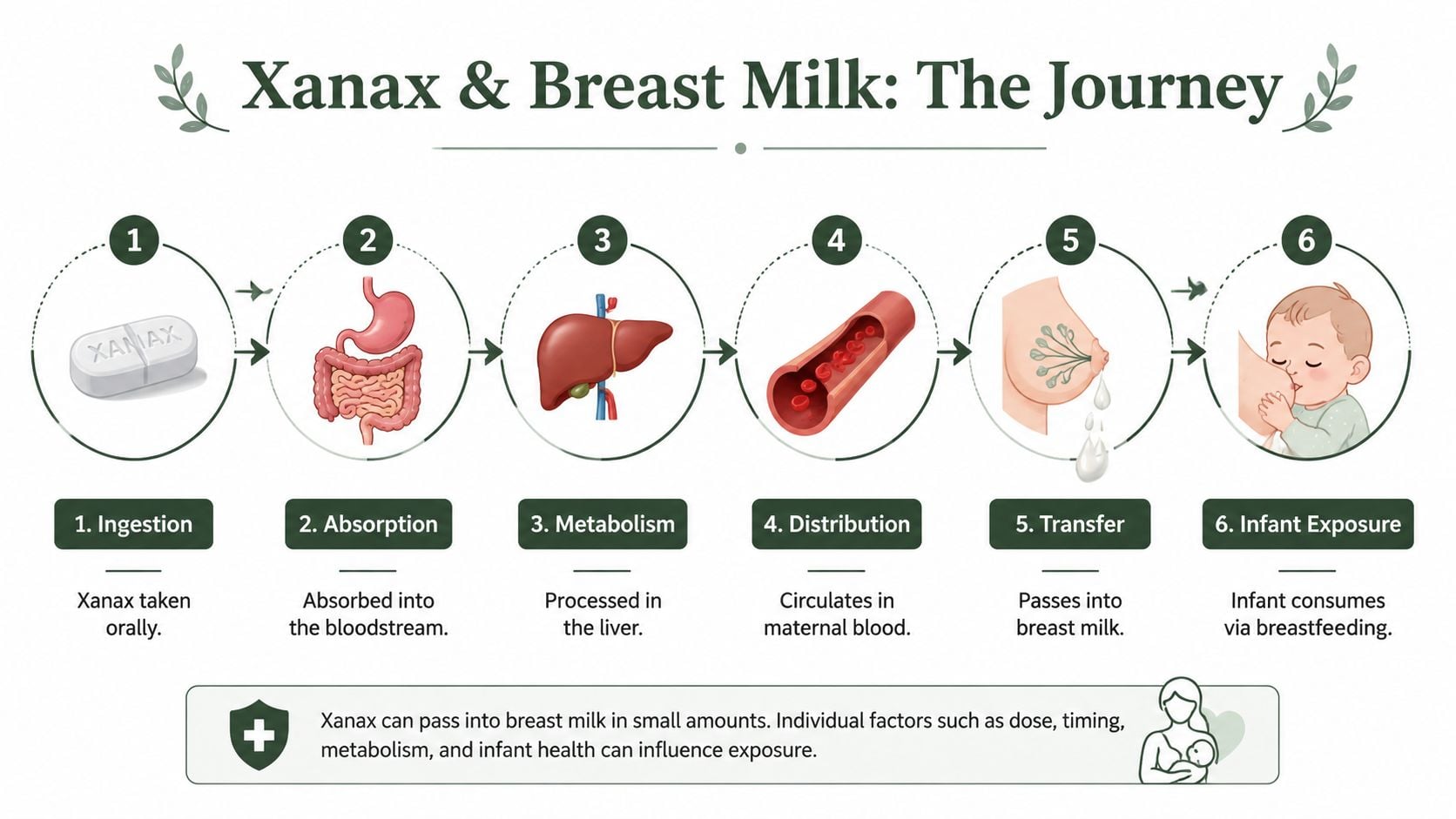 A diagram illustrating the step-by-step process of how Xanax moves from maternal ingestion into breast milk.